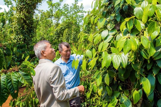 Giá tiêu hôm nay 21/5/2026: Giá tiêu Việt Nam rẻ nhất khu vực