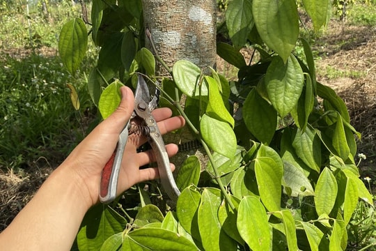 Giá tiêu hôm nay 20/5/2026: Trong nước đi ngang