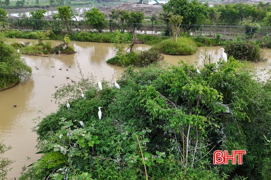 Khi đàn chim trở về