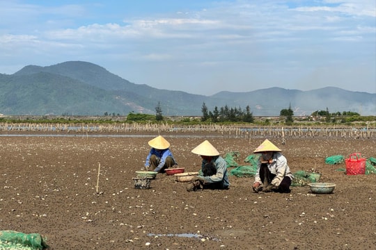 Kỹ thuật nuôi ngao bãi triều an toàn