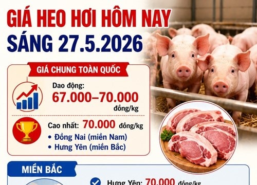 Giá heo hơi hôm nay 27/5: Đồng Nai và Hưng Yên duy trì mức cao nhất 70.000 đồng/kg