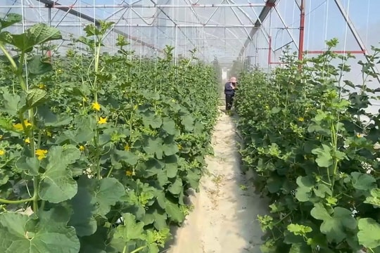 Thạch Lạc khai thác hiệu quả tiềm năng nông nghiệp