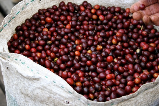Giá cà phê hôm nay 5/6/2026: Thế giới giảm sâu, trong nước mất hơn 1.000 đồng/kg