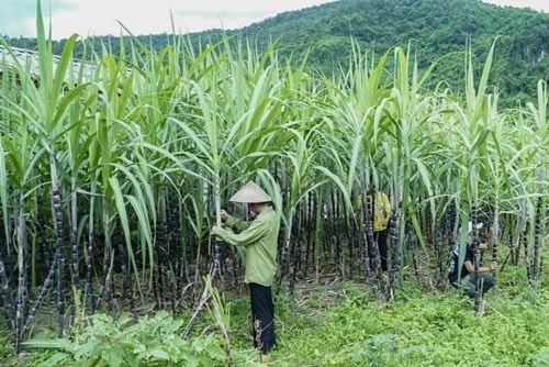 Việt Nam gia hạn thuế chống bán phá giá đường mía Thái Lan đến năm 2031