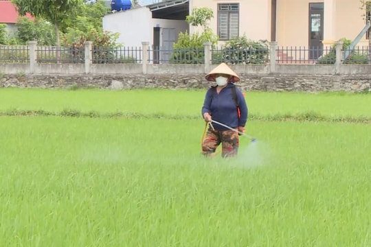 Cùng nông dân "gác cổng" đồng ruộng phòng sâu bệnh vụ hè thu