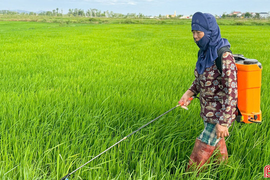 Chủ động ứng phó sâu bệnh, bảo vệ sản xuất lúa hè thu