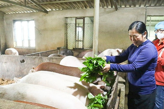 Nhân rộng mô hình nông nghiệp hữu cơ gắn với chuỗi giá trị Quế Lâm