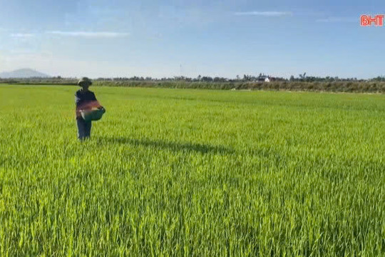 Chủ động chăm sóc, phòng trừ sâu bệnh trên lúa Hè Thu