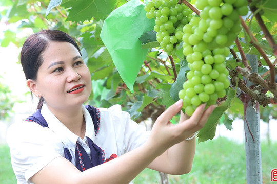 Khám phá vườn nho mẫu đơn ở xã miền núi Hà Tĩnh