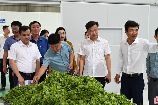 Khi nông sản địa phương được "nâng hạng" bằng công nghệ