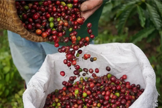 Giá cà phê hôm nay 8/7/2026: Tây Nguyên tăng mạnh, cao nhất 97.000 đồng/kg