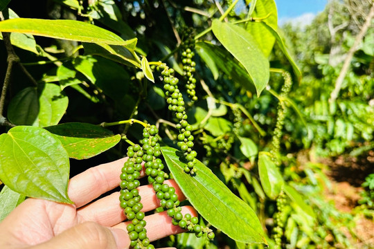 Giá tiêu hôm nay 10/7/2026: Tăng 3.000 - 5.000 đồng/kg, nguồn hàng trong dân giảm dần