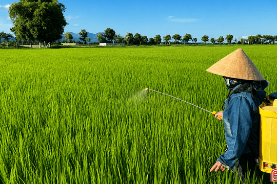 Bám đồng chăm lúa, nông dân Hà Tĩnh hướng tới vụ hè thu thắng lợi