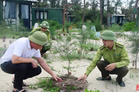 Gian nan phủ xanh lại những cánh rừng phòng hộ ven biển
