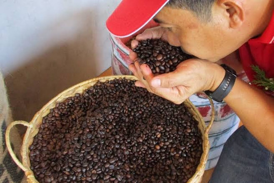Giá cà phê hôm nay 16/7/2026: Nội địa tiến sát 100.000 đồng/kg, robusta tăng tới 64 USD/tấn