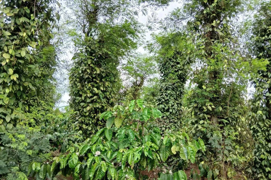 Giá tiêu hôm nay 16/7/2026: Ba địa phương tăng 500 đồng/kg, xuất khẩu thu về hơn 950 triệu USD