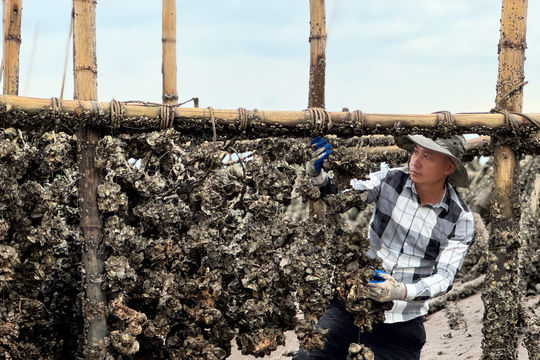 Nuôi hàu treo dây – Khai thác hiệu quả tiềm năng vùng ven biển