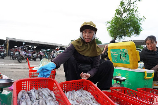 Đi chợ Đạo "săn" mực nháy bãi ngang