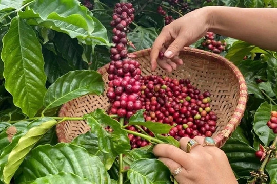 Giá cà phê hôm nay 24/7/2026: Tây Nguyên mất tới 1.800 đồng/kg, robusta sát mốc 3.700 USD/tấn