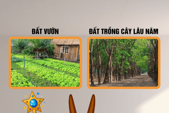 Đất vườn và đất trồng cây lâu năm khác nhau thế nào?