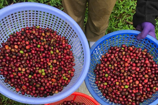 Giá cà phê hôm nay 28/7/2026: Hai vùng tăng 600 đồng/kg, cao nhất 96.600 đồng/kg