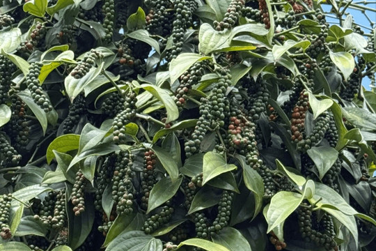 Giá tiêu hôm nay 28/07/2026: 4 khu vực tăng 500 đồng, Lâm Đồng lên 141.500 đồng/kg