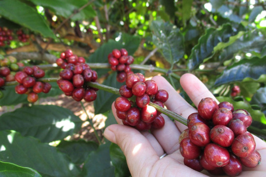 Giá cà phê hôm nay 29/7/2026: Arabica tăng 4,58%, giá nội địa áp sát 100.000 đồng/kg