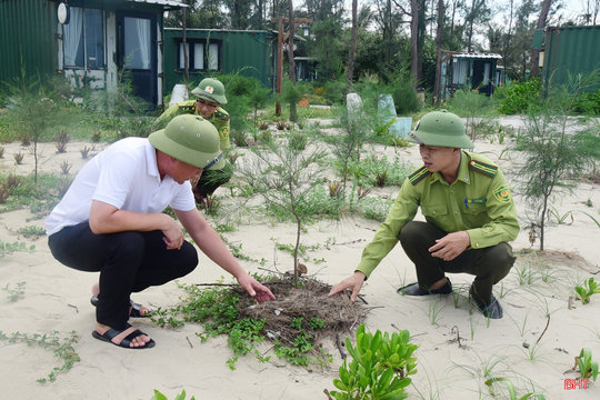 Gian nan hồi sinh "Lá chắn xanh" ven biển