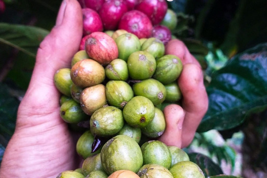 Giá cà phê hôm nay 30/7/2026: Đồng real suy yếu kéo Robusta giảm 110 USD/tấn
