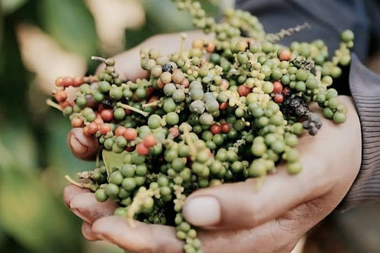 Giá tiêu thế giới cuối tháng 7 phân hóa, giá trong nước tiếp tục đi ngang