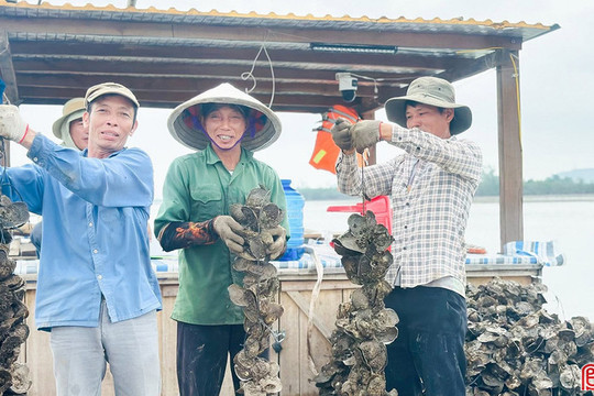 Hà Tĩnh phát triển nghề nuôi nhuyễn thể theo hướng bền vững