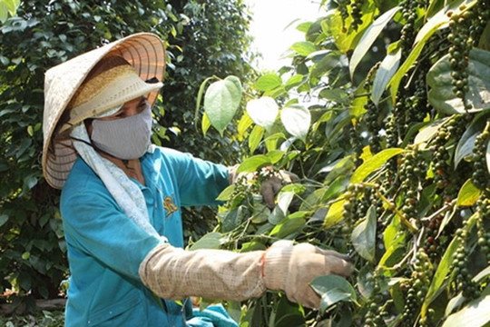 Giá tiêu hôm nay 3/8/2026: Nguồn cung thấp hơn nhu cầu, giá nội địa ổn định