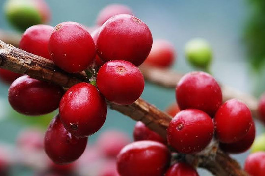 Giá cà phê hôm nay 5/8/2026 tiếp đà tăng: Tồn kho ICE chạm đáy hơn hai năm