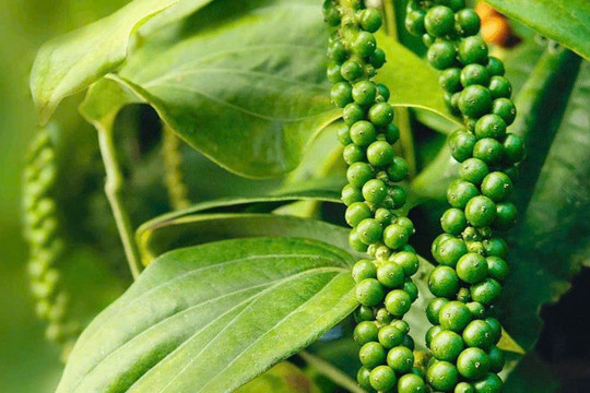Giá tiêu hôm nay 5/8/2026: Trong nước cao nhất 141.000 đồng/kg, thế giới phân hóa nhẹ