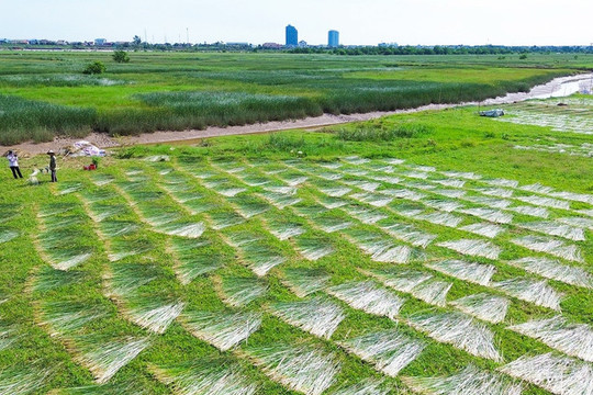 "Ốc đảo" Hồng Lam rộn ràng mùa cói