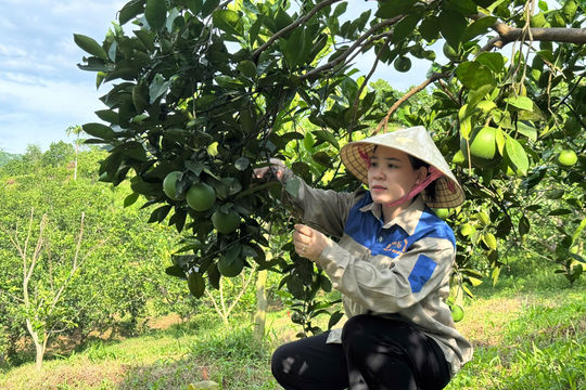Dưỡng quả đúng kỹ thuật – Chìa khoá nâng cao chất lượng cam
