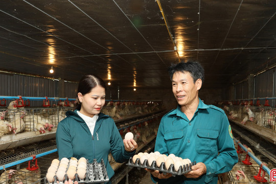 Nuôi gà siêu đẻ, mở hướng phát triển kinh tế cho nông dân xã Mai Hoa