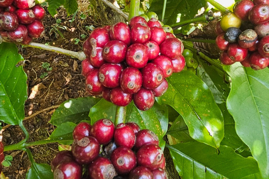 Giá cà phê hôm nay 14/8/2026: Robusta bốc hơi 108 USD/tấn, trong nước giảm sốc