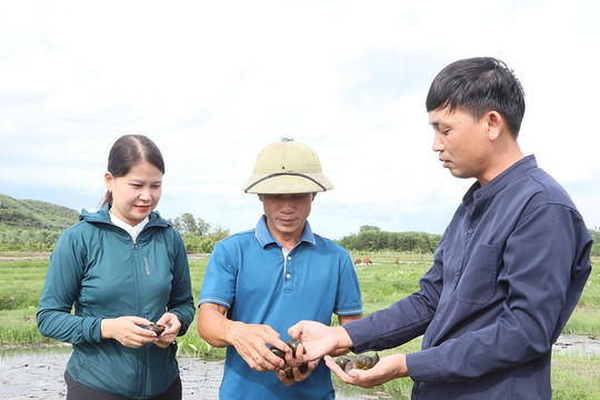 Nông dân xã Mai Hoa ổn định kinh tế nhờ đầu tư nuôi ốc bươu đen