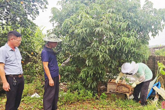 Kỳ Xuân phát triển nuôi ong lấy mật, tạo nên giá trị bền vững
