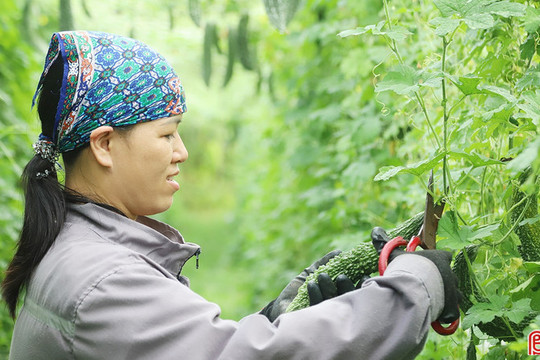 Mai Hoa mở hướng làm giàu cho người dân