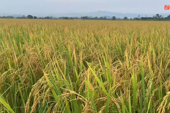 Hà Tĩnh chủ động thu hoạch lúa hè thu, né tránh thiên tai