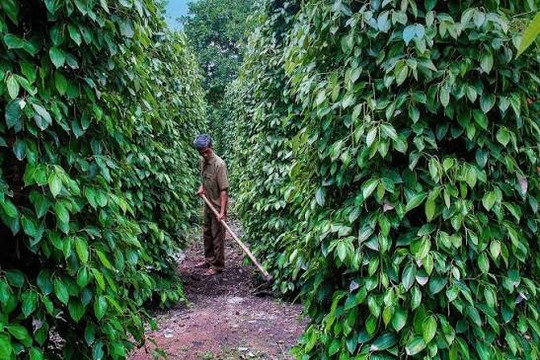 Giá tiêu hôm nay 19/08/2026: Chênh lệch vùng giá còn 3.000 đồng/kg, xuất khẩu tăng 7,4%