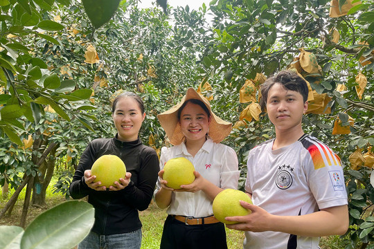 Bưởi Phúc Trạch: Từ đặc sản quê hương đến sản phẩm du lịch trải nghiệm