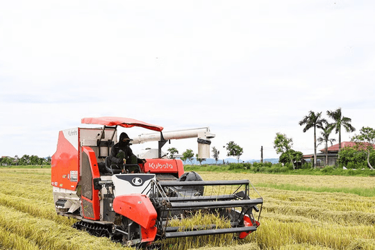 Hà Tĩnh: Tranh thủ tối đa thời tiết tạnh ráo để tập trung thu hoạch lúa hè thu