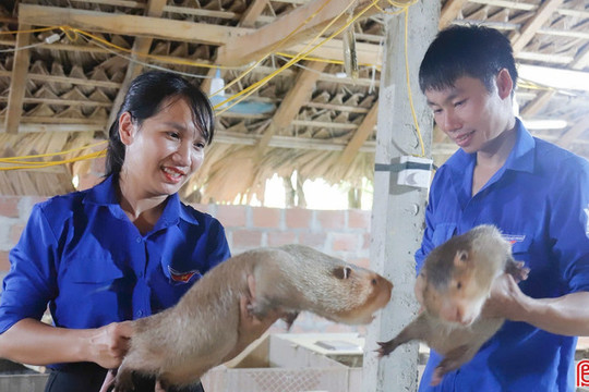 Phát triển các mô hình kinh tế thanh niên cho giá trị cao