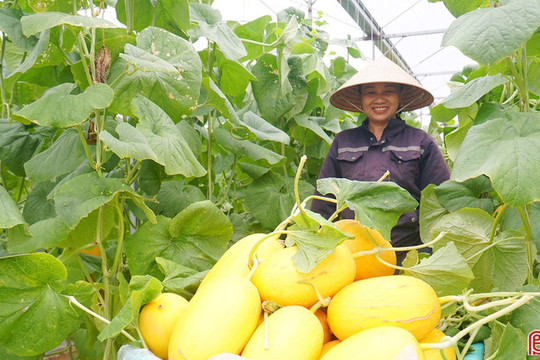 Rực vàng những vườn dưa lưới vào vụ thu hoạch ở Hà Tĩnh