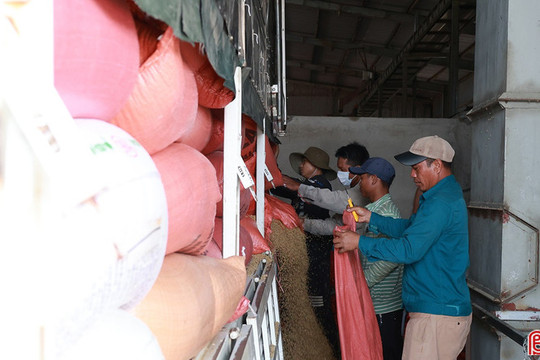 Thu mua, sấy lúa giúp đẩy nhanh tiến độ thu hoạch hè thu