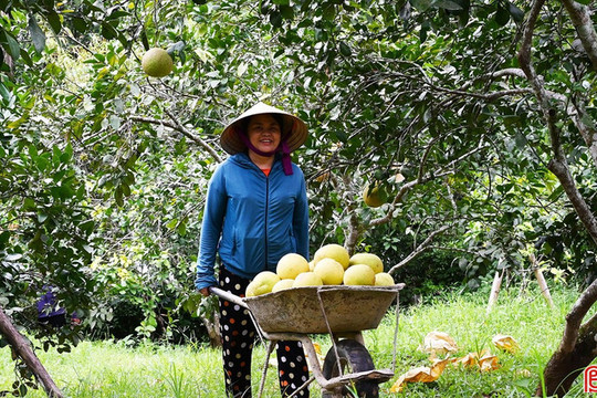 Bưởi Phúc Trạch đắt khách, nhà vườn tất bật "chạy đơn" ngày lễ Quốc khánh