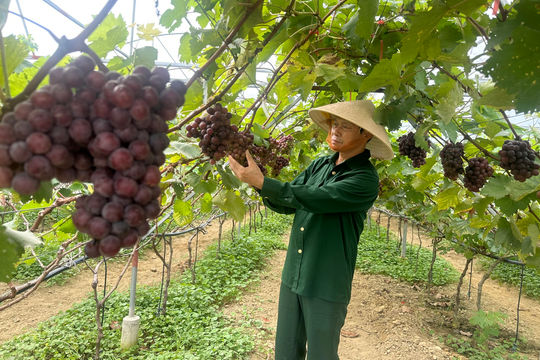 Cây nho “bén duyên” trên đất Hà Tĩnh